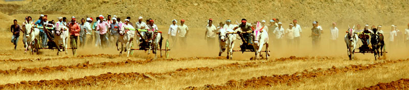 3 380px BULLOCK CART RACING.jpg