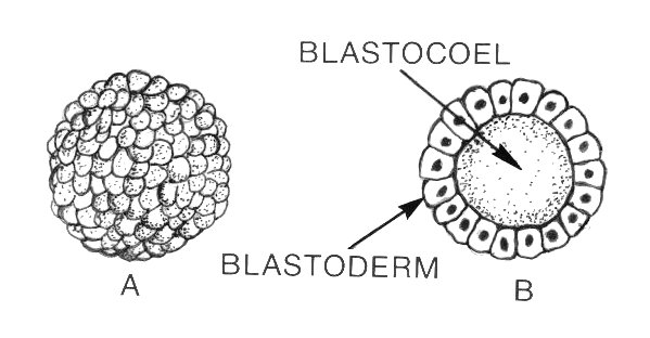 File:Blastula (PSF).jpg