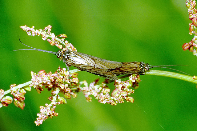 File:Brachycentrus.montanus.couple.jpg