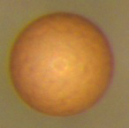 File:Brine shrimp cyst.jpg