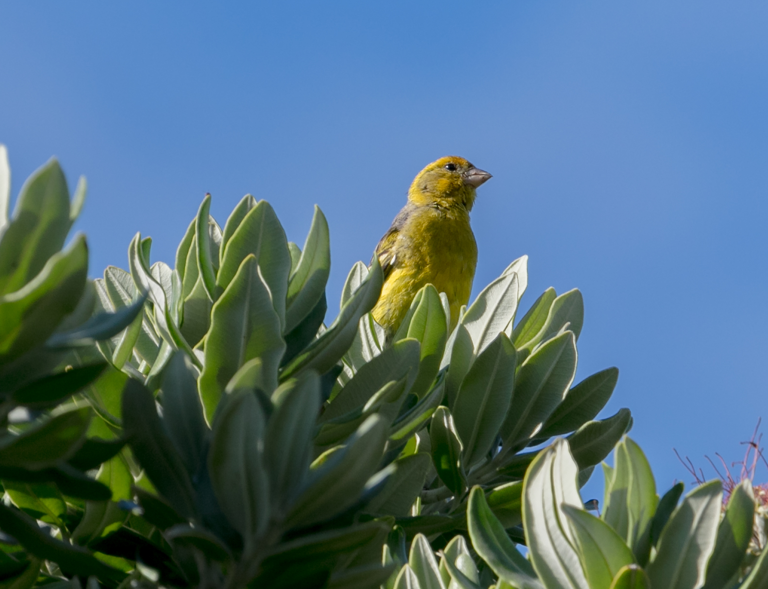 Cuanto dura un canario amarillo