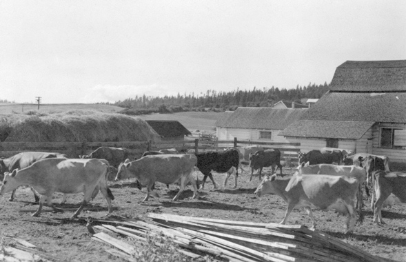 File:Caption- July 23, 1948. Sheridan, Oregon. Cattle in the barnyard of Calvin Yoder. (8715809438).jpg