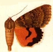 <i>Catocala szechuena</i> Species of moth