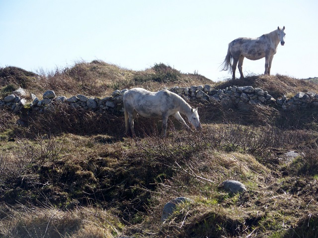 File:Connemara ponies, Cloch na Ron - geograph.org.uk - 1404602.jpg