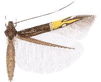 Cosmopterix callisto.JPG