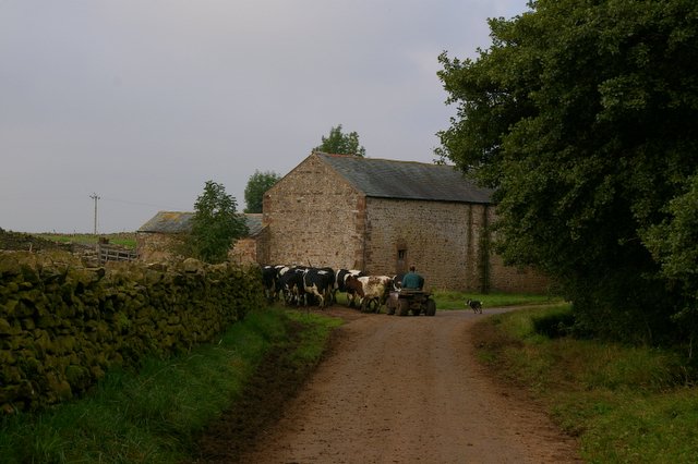 File:Cows After Milking at Cross Fell View - geograph.org.uk - 242883.jpg