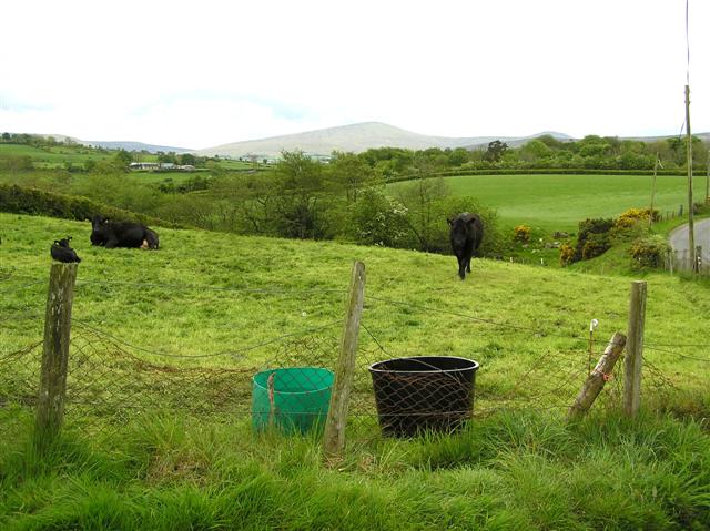 File:Cows at Teenaght - geograph.org.uk - 435377.jpg