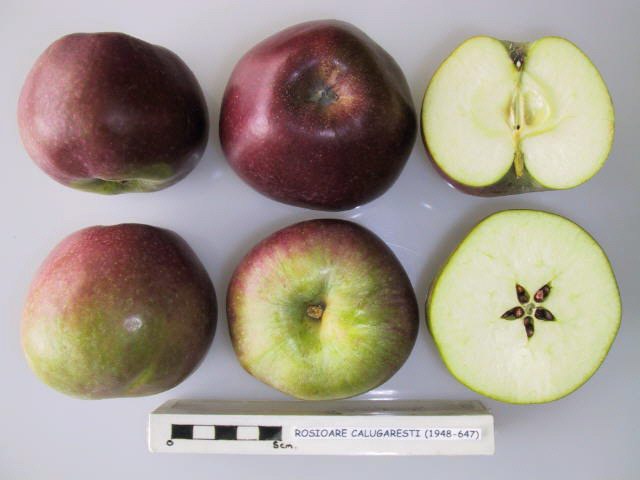 File:Cross section of Rosioare Calugaresti, National Fruit Collection (acc. 1948-647).jpg