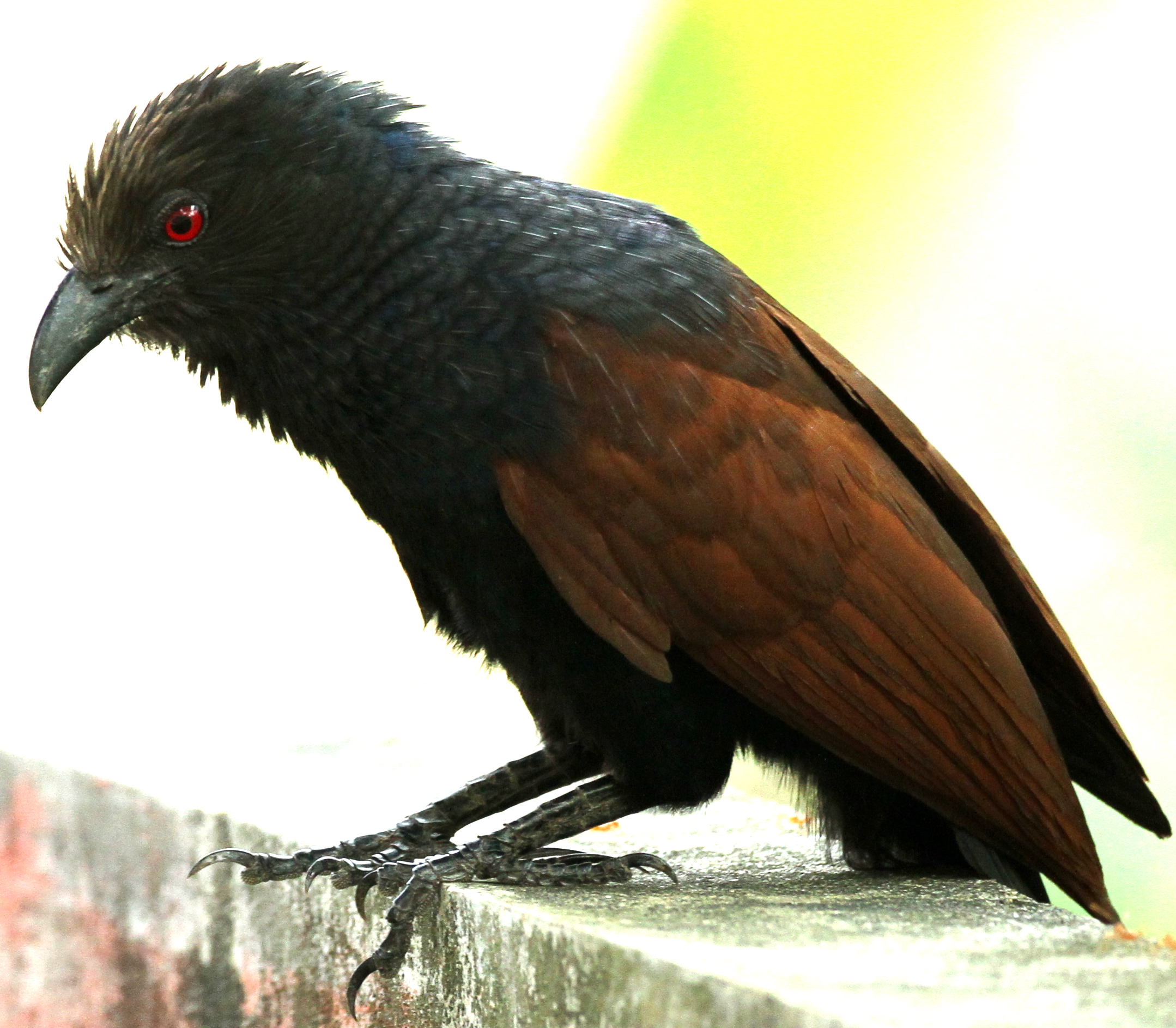 Crow pheasant.JPG