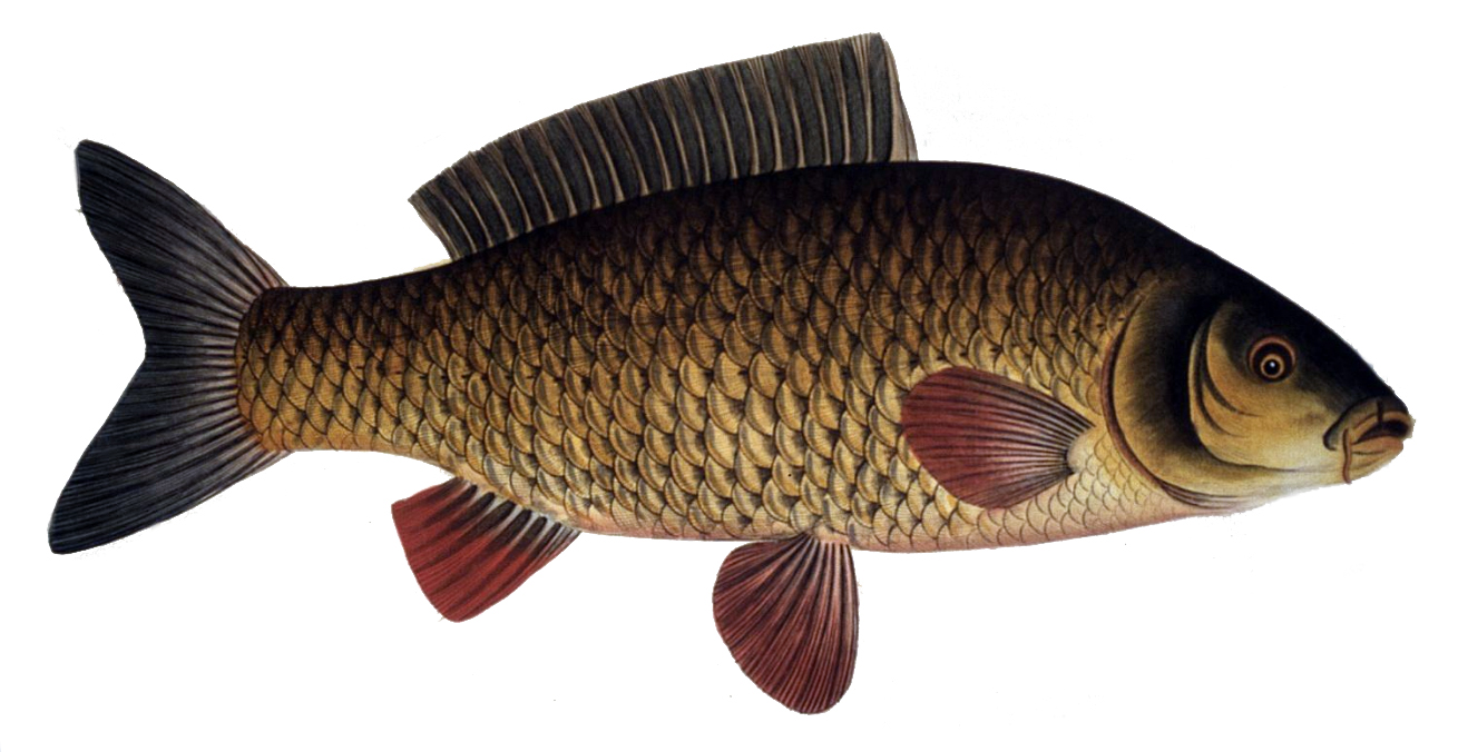 Cyprinus carpio3.jpg