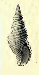 <i>Clathurina receptoria</i> Species of gastropod