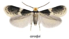 <i>Ectoedemia caradjai</i> Species of moth