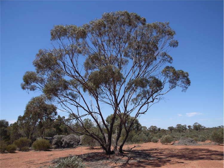 File:Eucalyptus polybractea habit.jpg