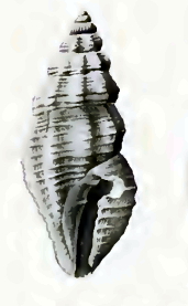 Eucithara miriamica 001.jpg