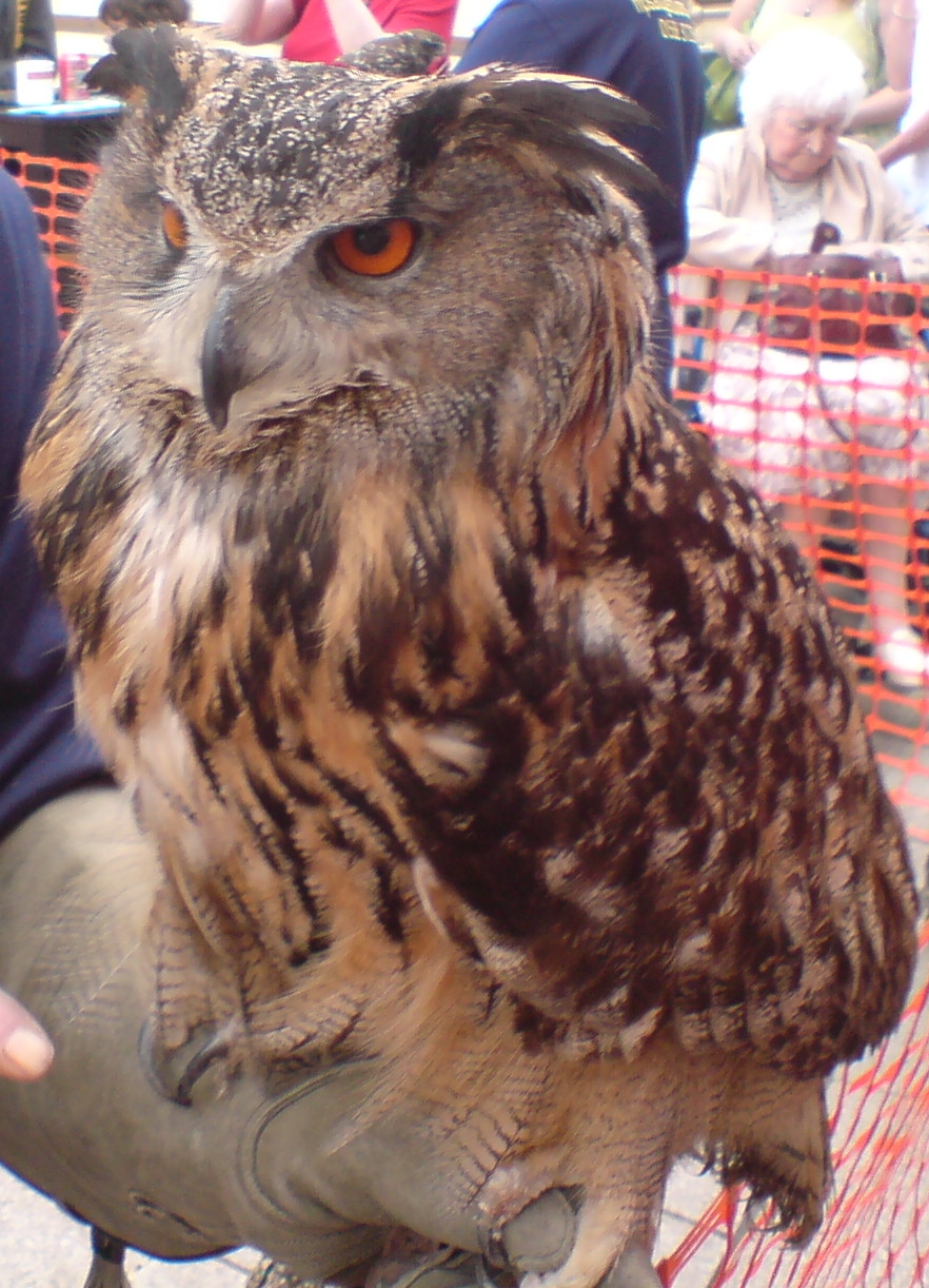 Buffy Fish Owl Burung Hantu Kuning Burung Tumbuk Ketampi Flickr