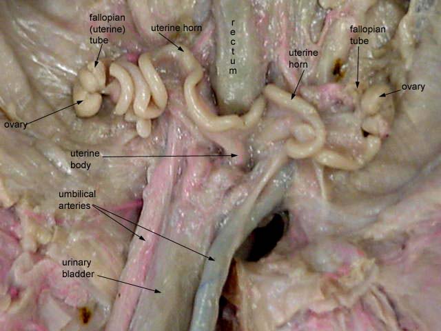 fetal pig ureter