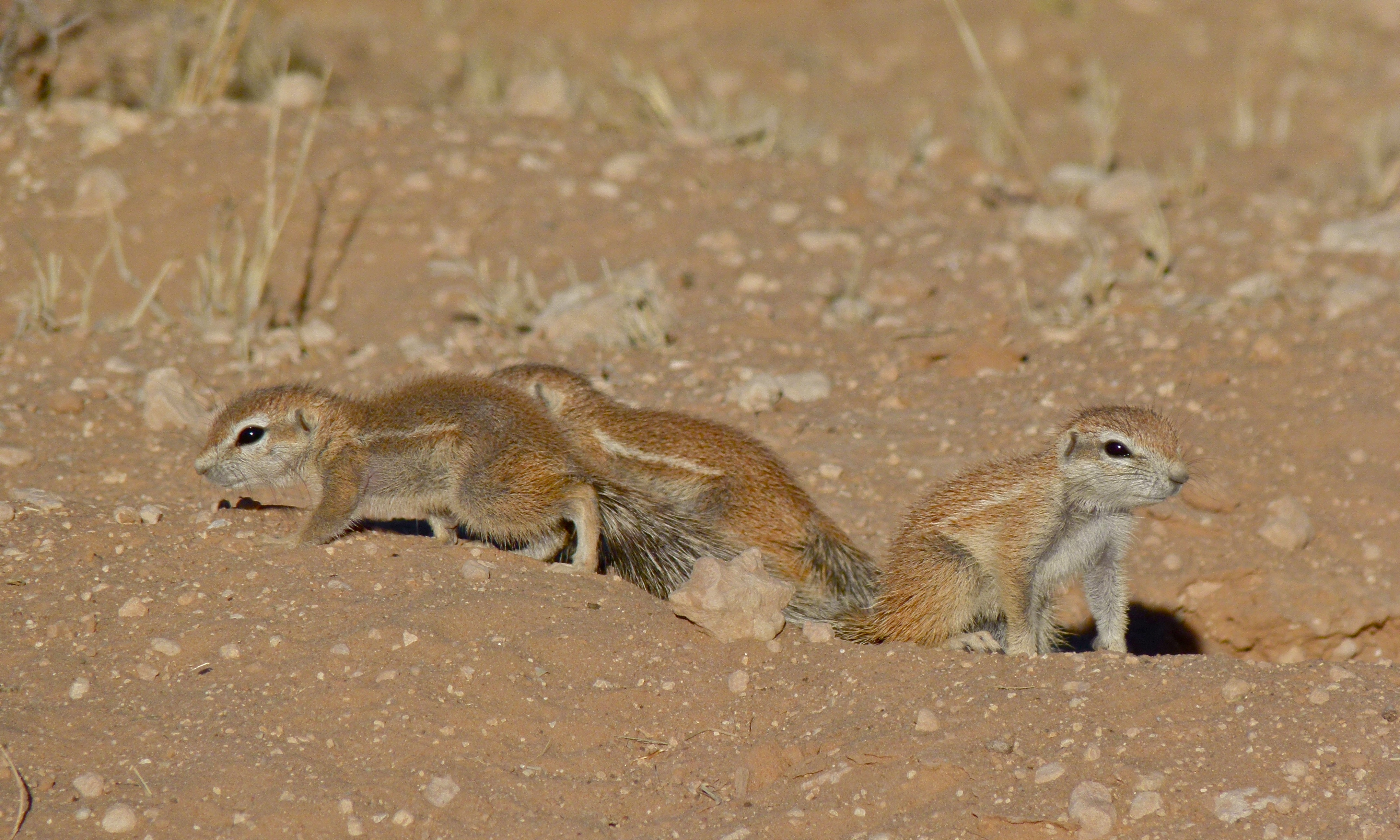 Ground Squirrels (Xerus inauris) (6538086987).jpg