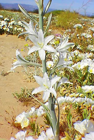 <i>Hesperocallis</i> Genus of flowering plants