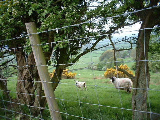 File:High Side near Bassenthwaite - geograph.org.uk - 121633.jpg