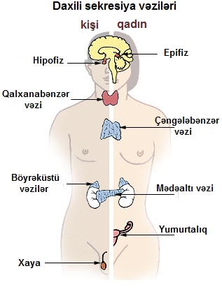 Image result for huceyre toxumasi