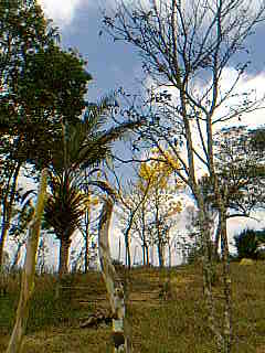 File:Ipê Amarelo e Palmeira do Licuri -Ba.jpg