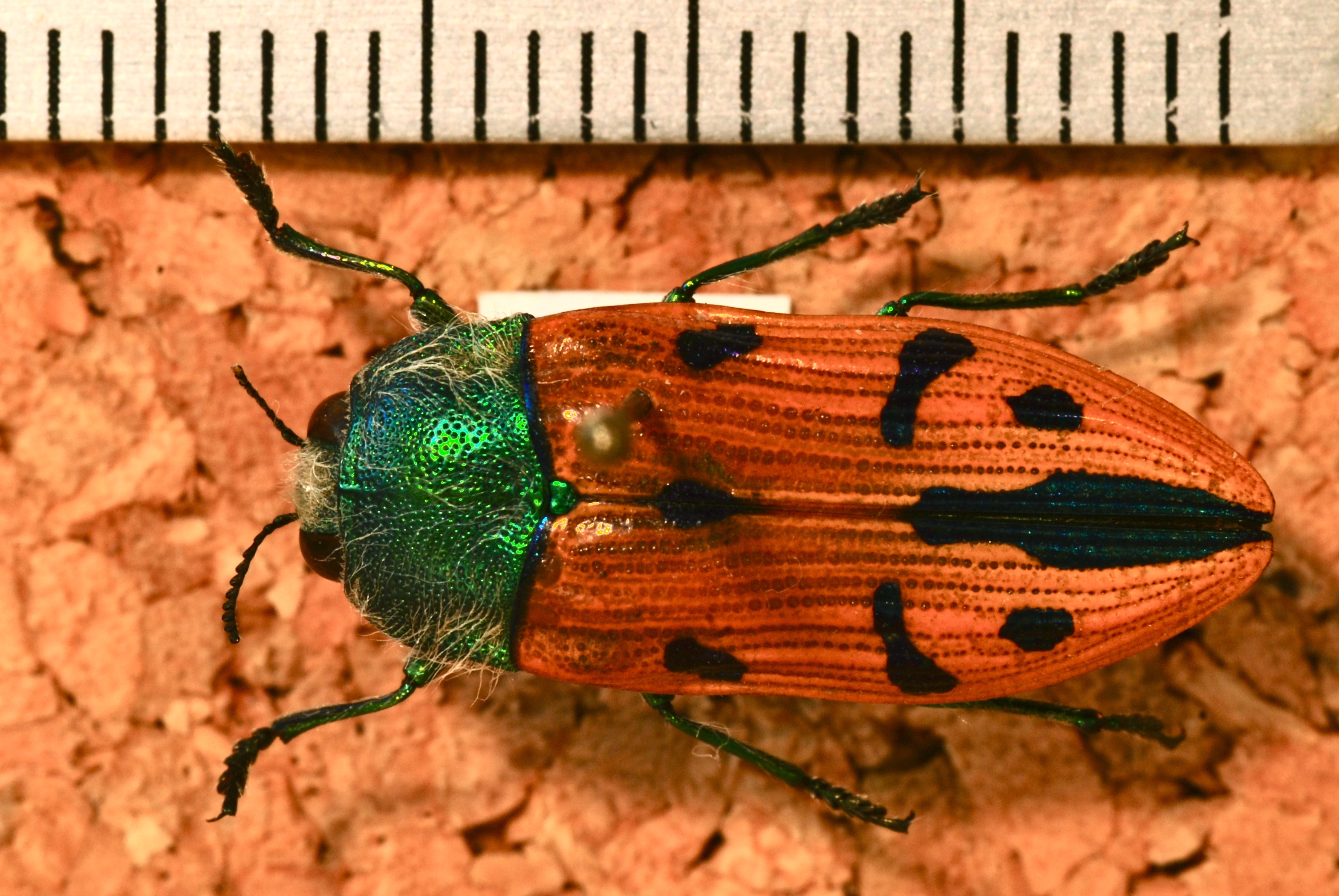 Jewel Beetle (Conognatha obenbergeri) (8226661781).jpg