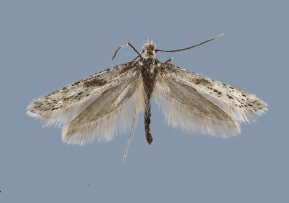 <i>Kessleria apenninica</i> Species of moth