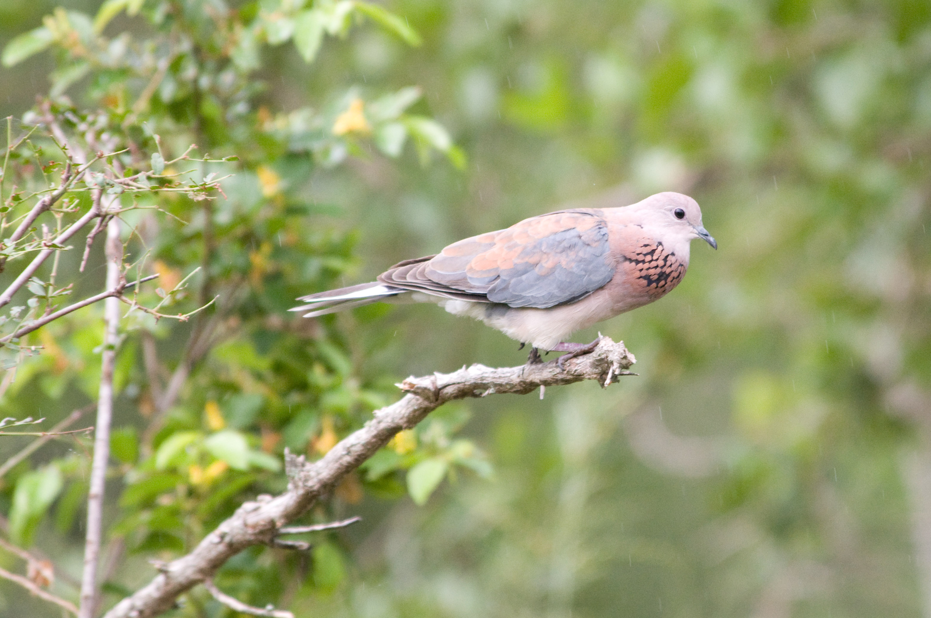 Laughing dove - Wikipedia