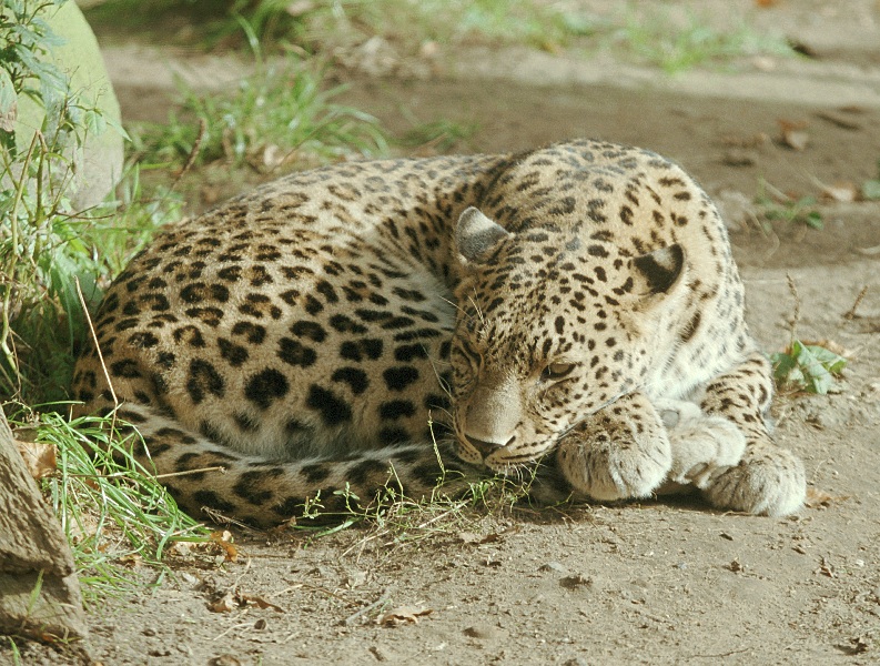 File:Leopard3.jpg