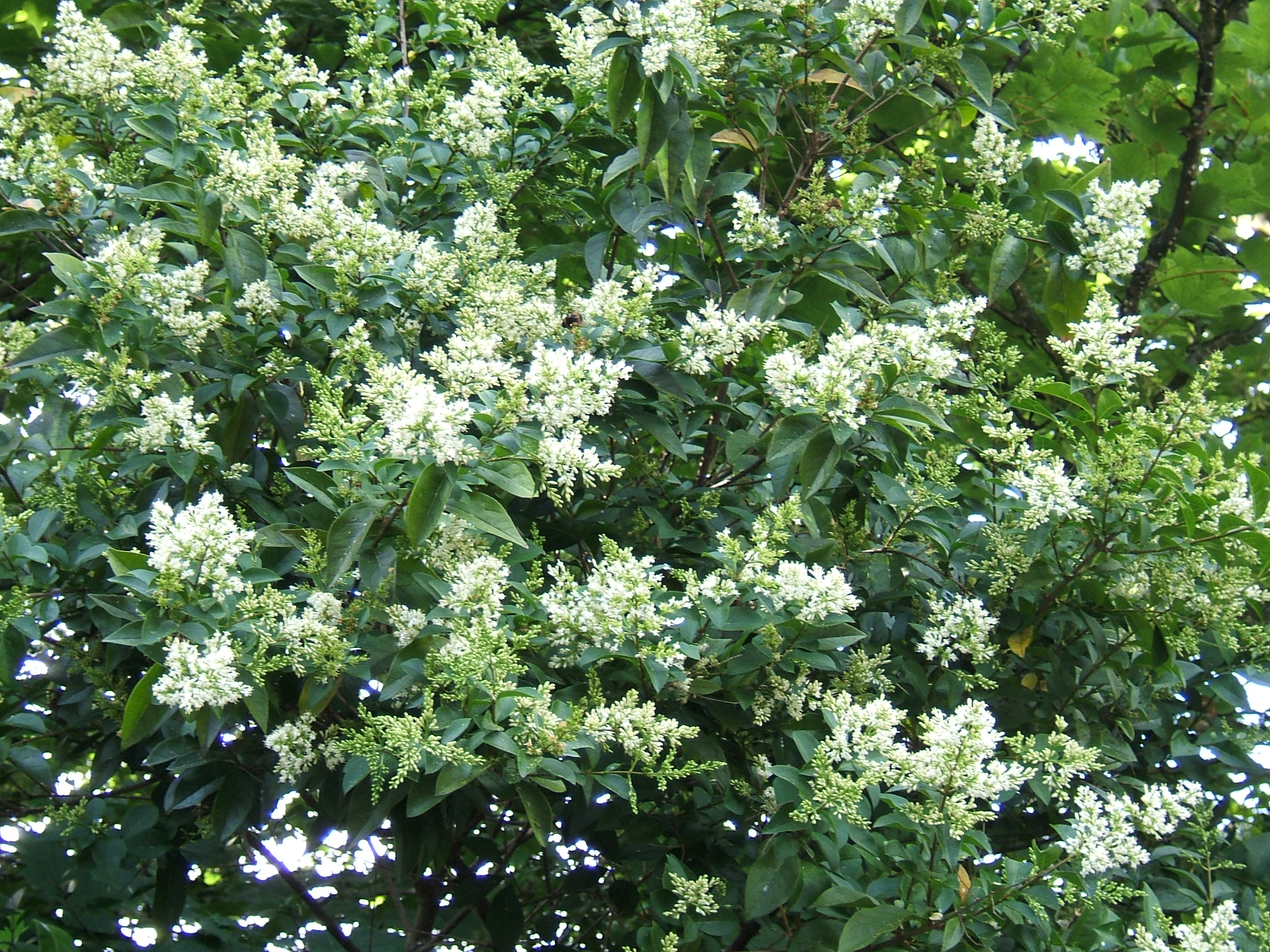 File:Ligustrum ovalifolium1.jpg - Wikimedia Commons