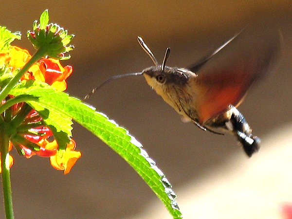 https://upload.wikimedia.org/wikipedia/commons/1/1e/Macroglossum_stellatarum01.jpg