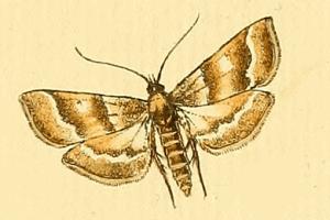 <i>Metasia suppandalis</i> Species of moth