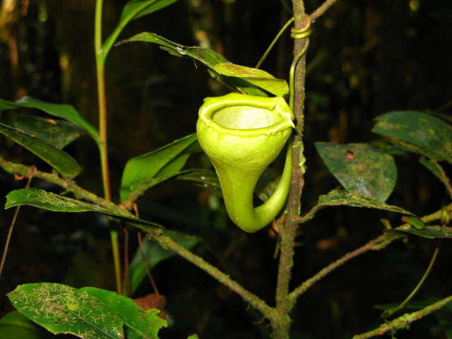 File:Nepenthes flava7.jpg