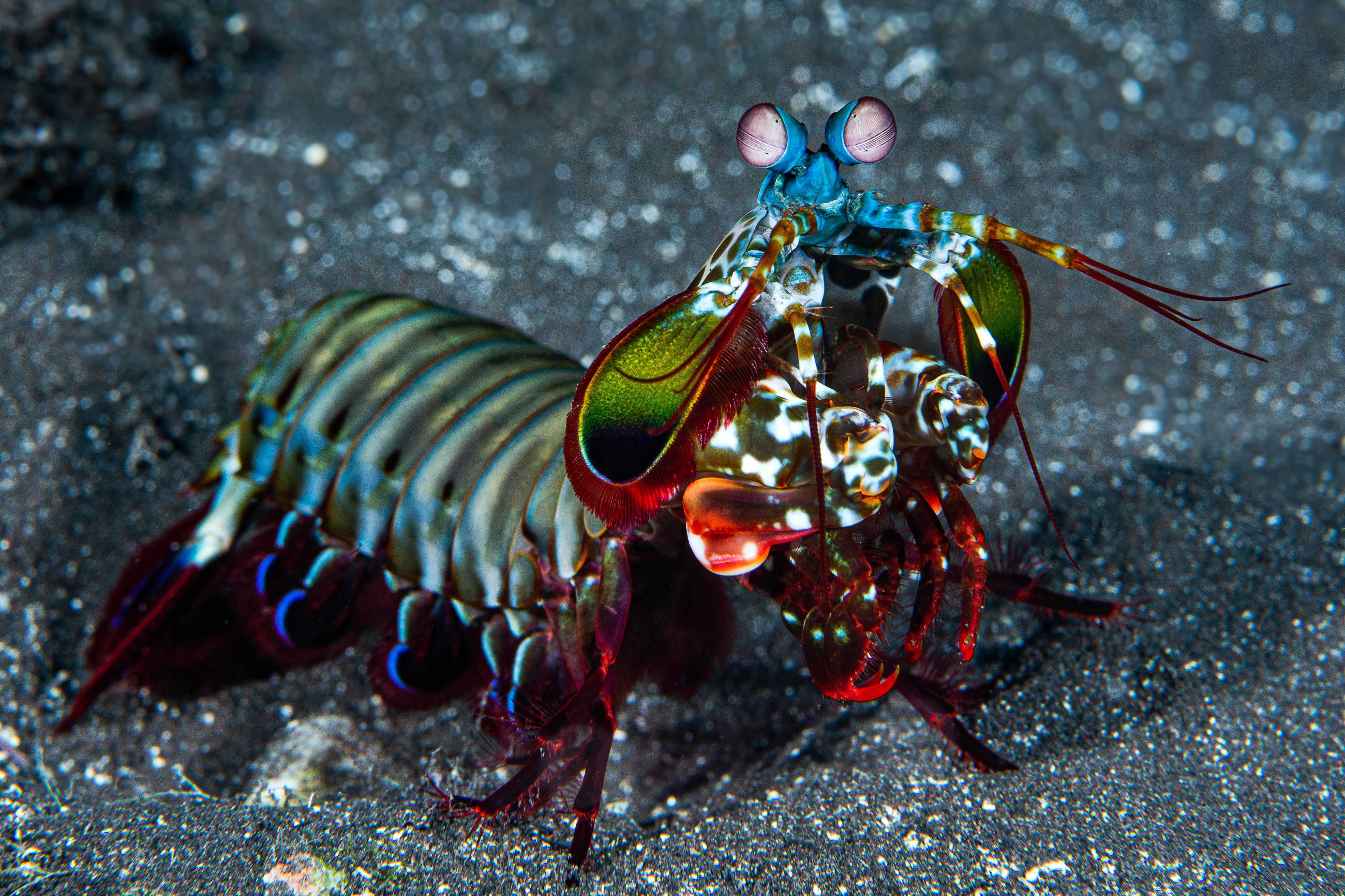 mantis shrimp eating fish