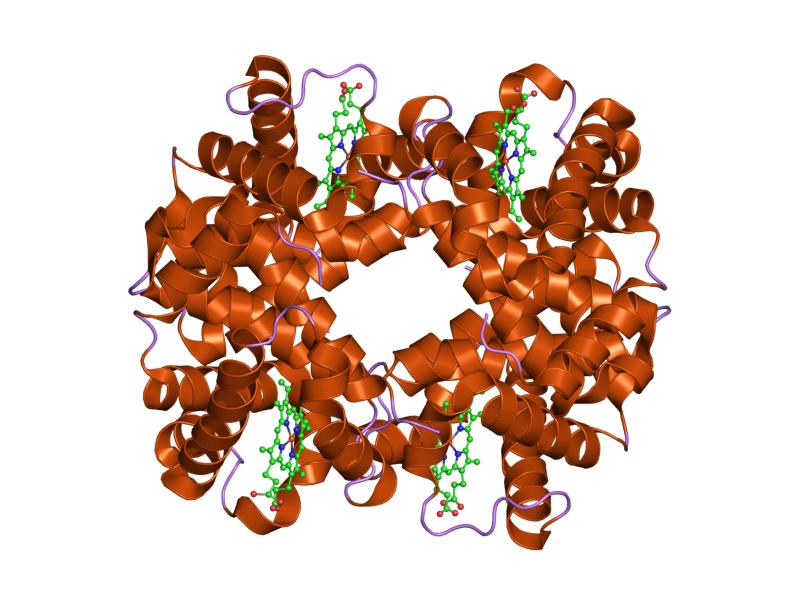 File:PDB 2dn2 EBI.jpg