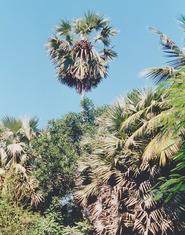 File:Palms with a lot of cocosnuts.jpg