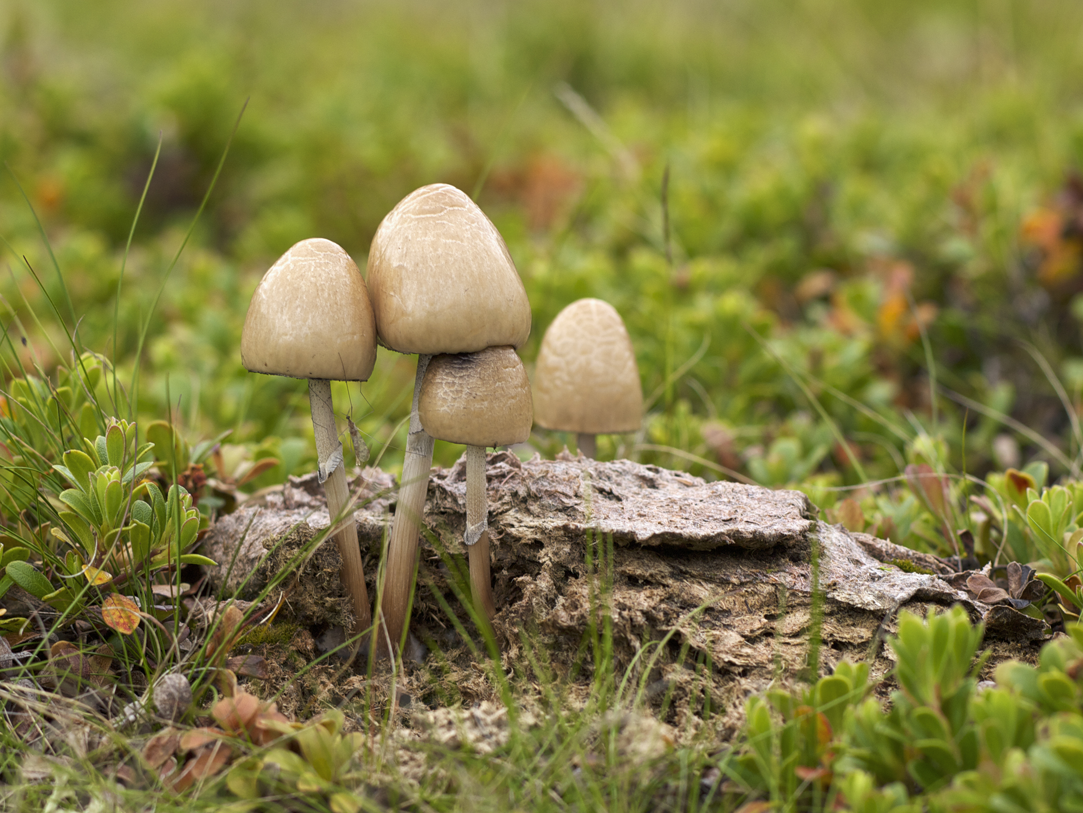 How do you grow mushrooms in cow dung?