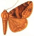 <i>Dysgonia macrorhyncha</i> Species of moth