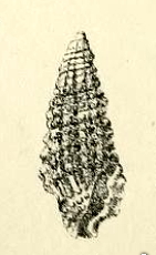 <i>Paramontana blanfordi</i> species of mollusc