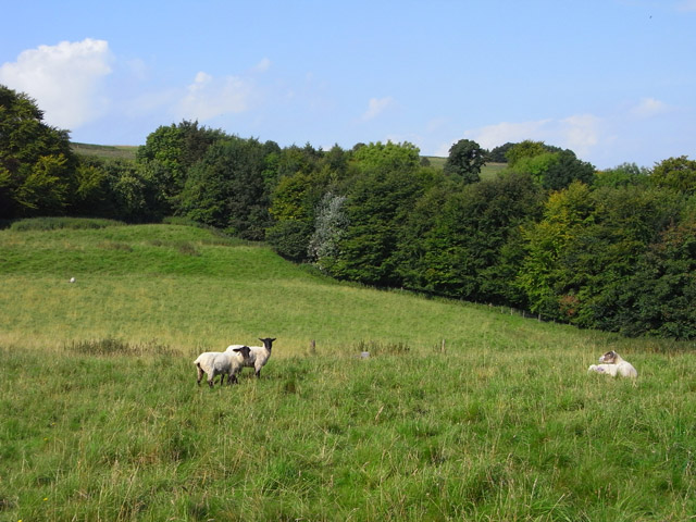 File:Pasture and woodland, Tidcombe - geograph.org.uk - 1561790.jpg