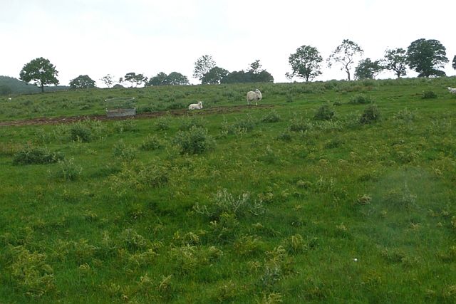 File:Pasture west of Cambo - geograph.org.uk - 871160.jpg