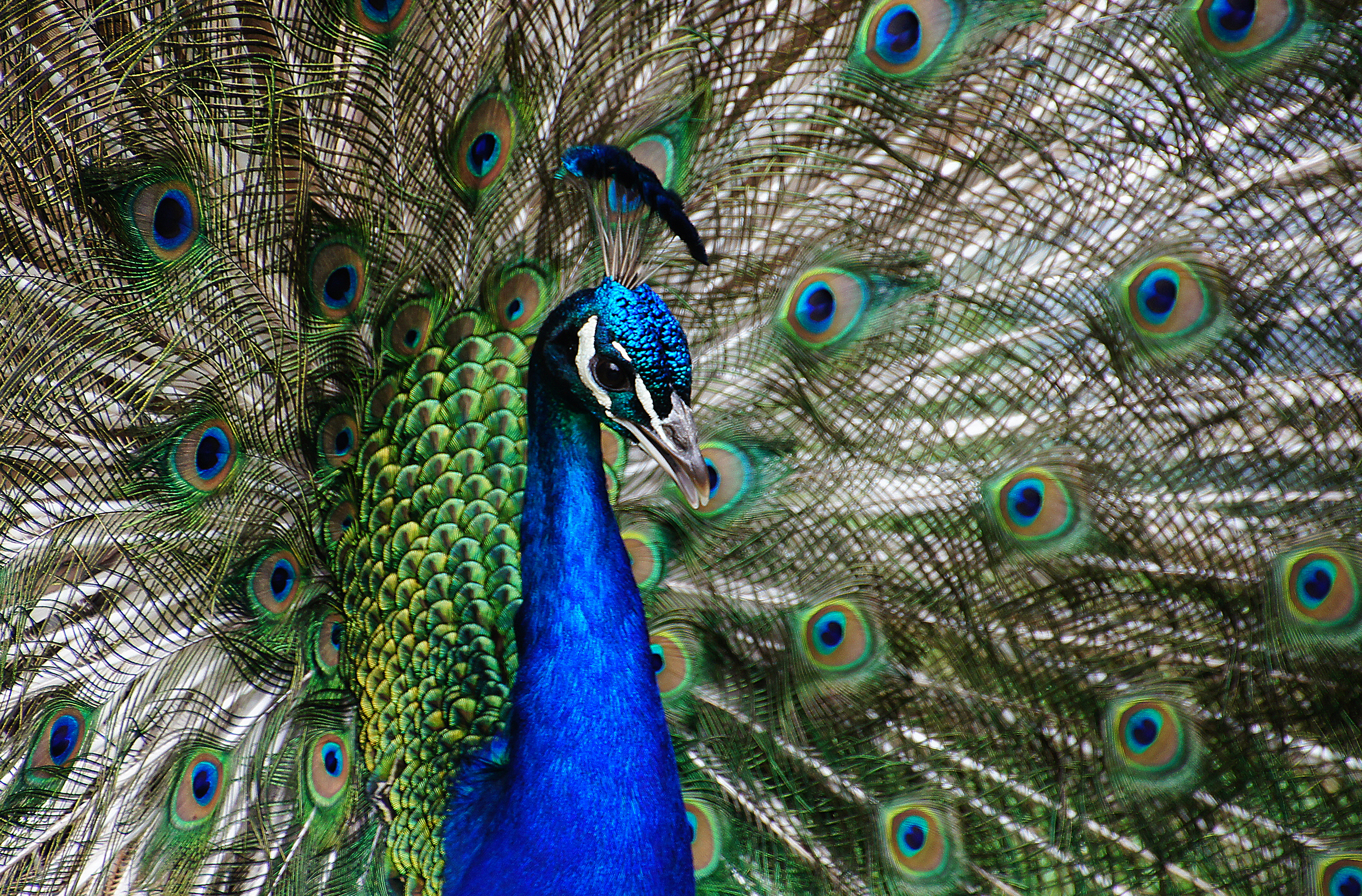 File:Peafowl (Peacock) Feather.jpg - Wikimedia Commons