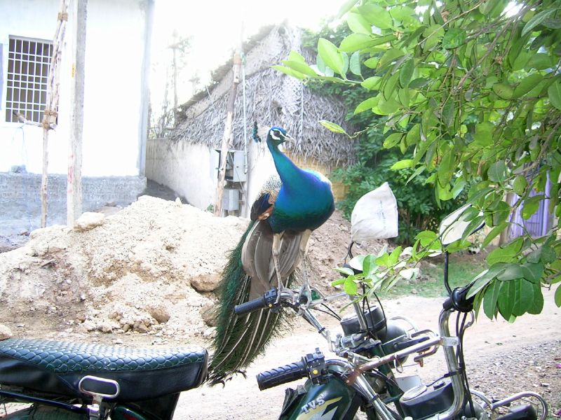 File:Peacock mirror.jpg