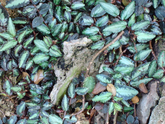 File:Pellionia repens.JPG