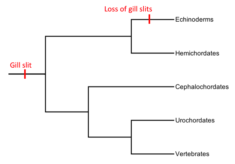 File:Phylogeny gill slit.png