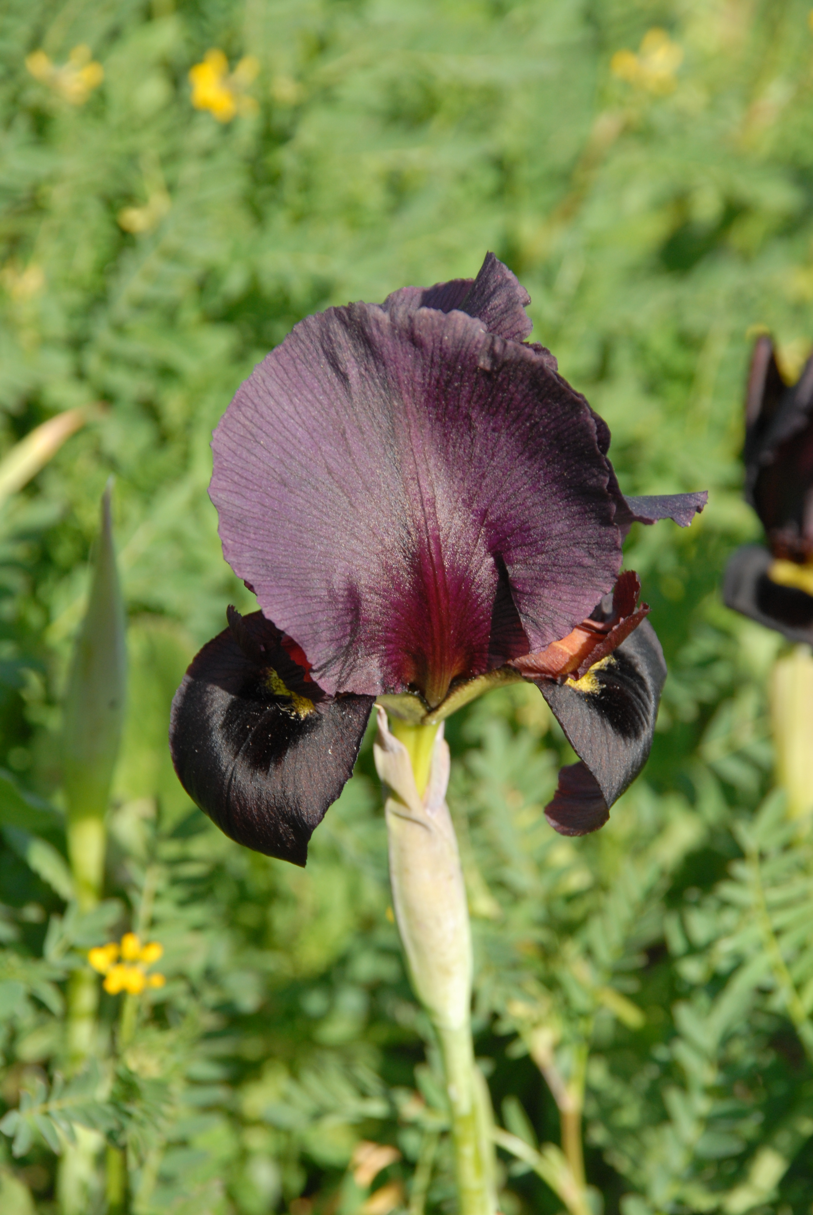 Iris Atropurpurea