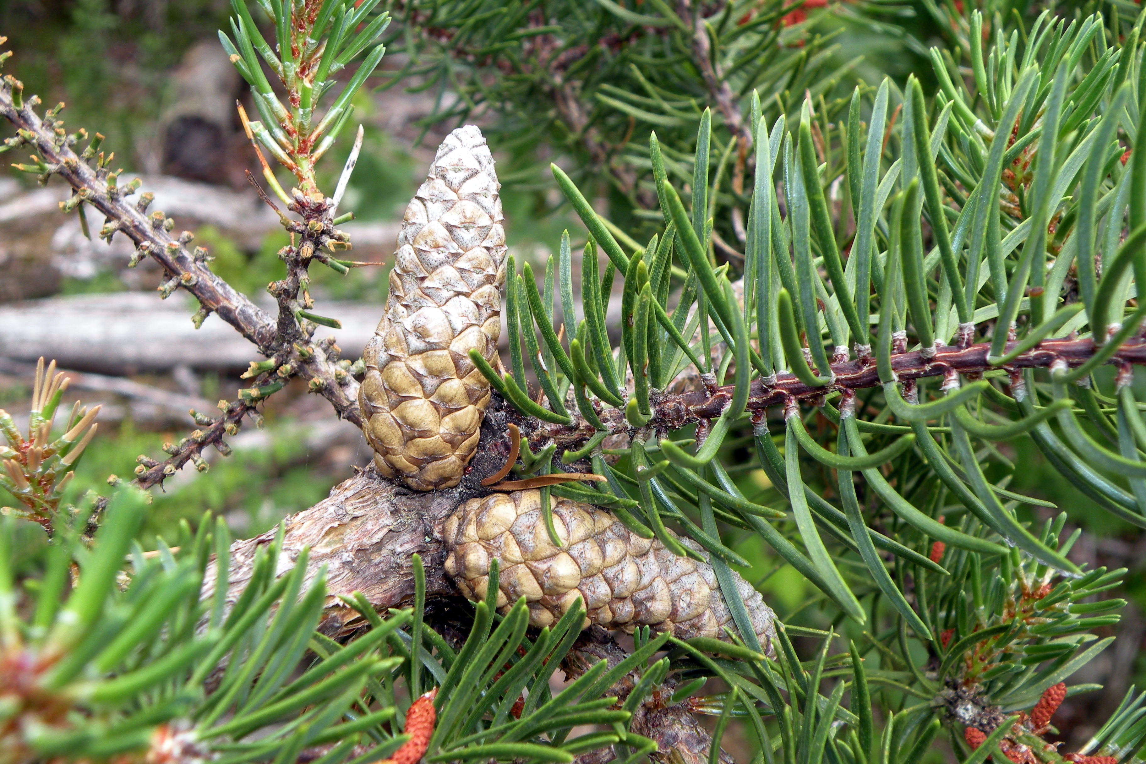 Сосна на английском. Pinus banksiana. Pinus banksiana 'Horak'. Pinus banksiana Angel. Pinus banksiana 'Betty'.