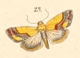 <i>Acontia sexpunctata</i> Species of moth