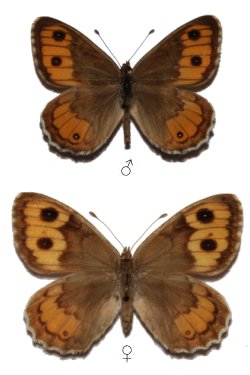 <i>Pseudochazara euxina</i> Species of butterfly