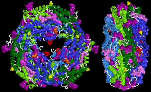 The entire oligomer of R-phycoerythrin from Gracilaria chilensis (abg)6 (PDB ID: 1EYX ) R-phycoerythrin 1EYX 2 of 2.gif